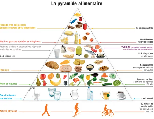 Figure n°1 : La pyramide alimentaire(5) 