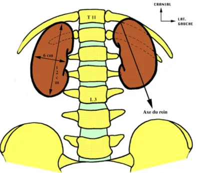 Figure 1 : Vue antérieure des reins (2) 