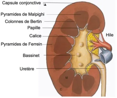 Figure 2 : Coupe sagittale d’un rein (4) 