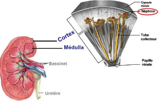 Figure 3 : Structure microscopique du rein (2) 