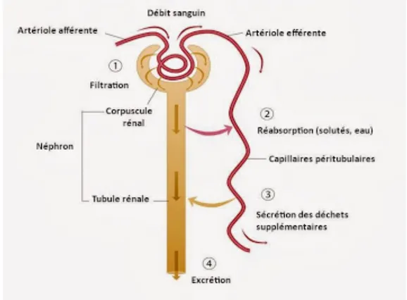 Figure 5 : Étapes de la formation de l’urine au niveau des reins(6) 