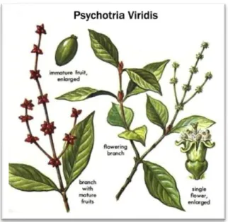 Figure 7 :  Psychotria viridis.  Cette  plante  vivace  appartient  à  la famille des Rubiacées