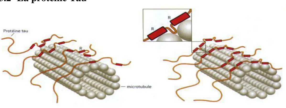 Figure 4- Schéma de la protéine Tau à R3 (gauche) et R4 (droite) ((13)) 