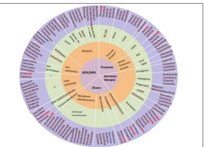 Figure 3. Les différents niveaux de blocage des thérapies ciblées  