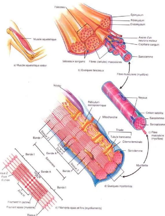 Figure 3. Anatomie du muscle squelettique d’un point de vue macroscopique et  microscopique