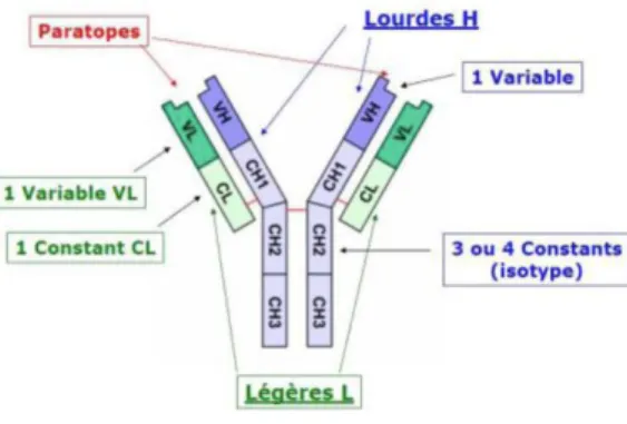 Figure 7 : Représentation des différentes chaines composant un anticorps 