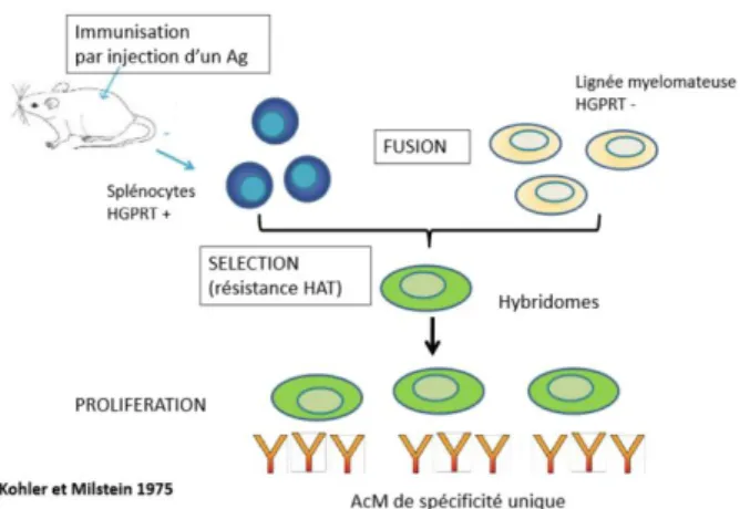 Figure 8 : Obtention et utilisation des hybridomes pour la production d’anticorps 