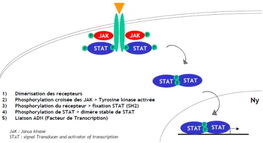 Figure 11 : La voie de JAK 