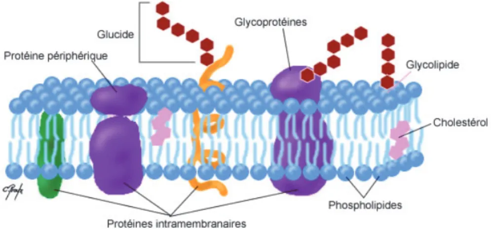 Figure 2 Schéma d’une membrane phospholipidique 