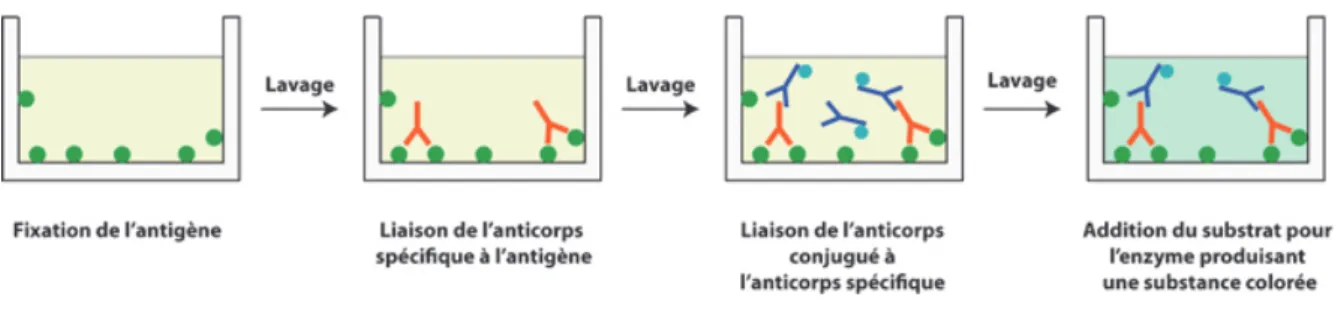 Figure 10 Principe du test ELISA indirect 
