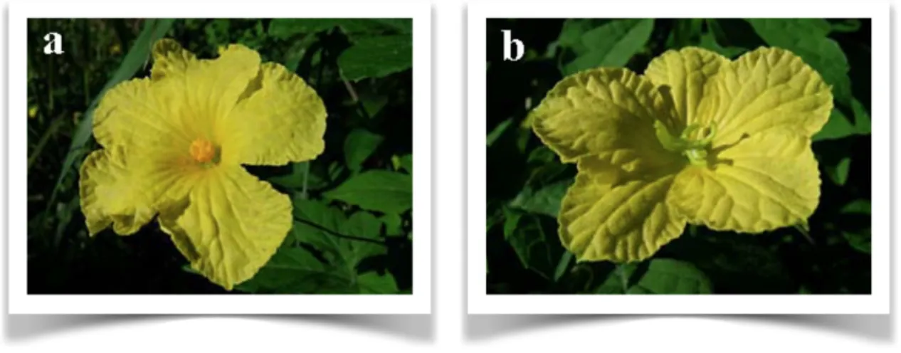 Figure n° 2 : Fleur mâle (a) et fleur femelle (b) de M. charantia [15]. 
