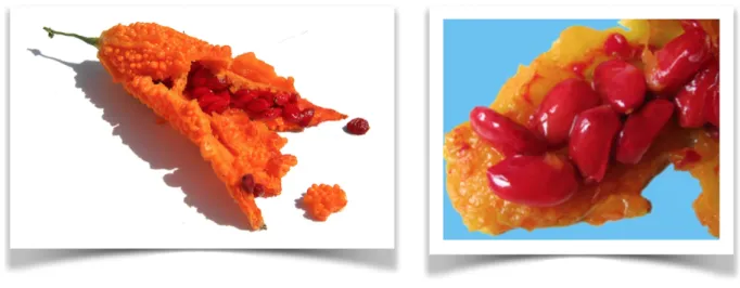 Figure n° 4 : Fruit et graines matures de M. charantia [14-15]. 