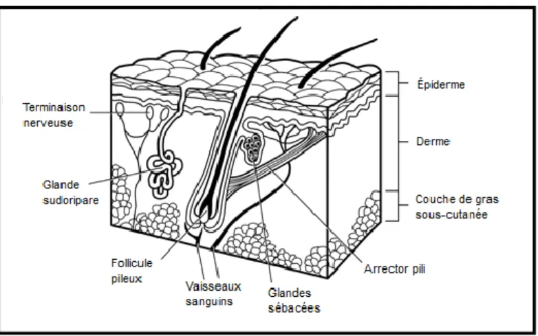 Figure 1: Les différentes structures de la peau 