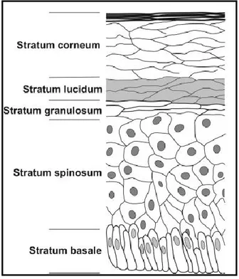 Figure 2: Les différentes couches de l'épiderme 