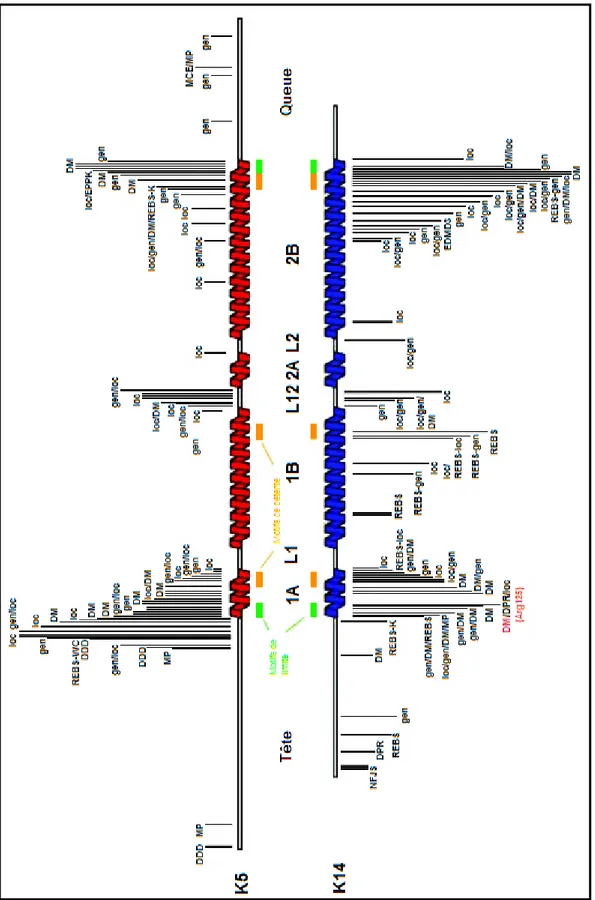 Figure 7: Distribution des mutations de la kératine 5 et de la kératine 14  Les  mutations  sont  distribuées  selon  les  variantes  d’épidermolyse  bulleuse  simplex