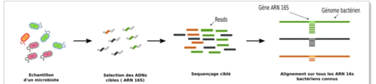 Figure 3 : Stratégie ciblée : seuls les acides nucléiques du gène cible sont séquencés : l’ARN  16S (14)