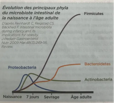 Figure 9 : Évolution des principaux phyla du microbiote intestinal de la naissance à l’âge  adulte (24)