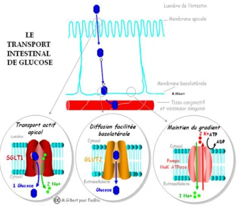 Figure 9 : Le transport intestinal du glucose 