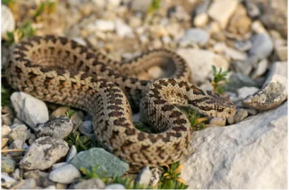 Figure n°9 : La vipère d’Orsini, Vipera ursinii [13] 