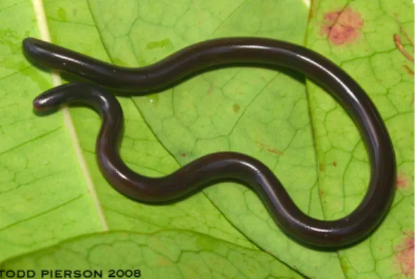 Figure n°1 : Un exemple de serpent-minute, Indotyphlops braminus [3] 