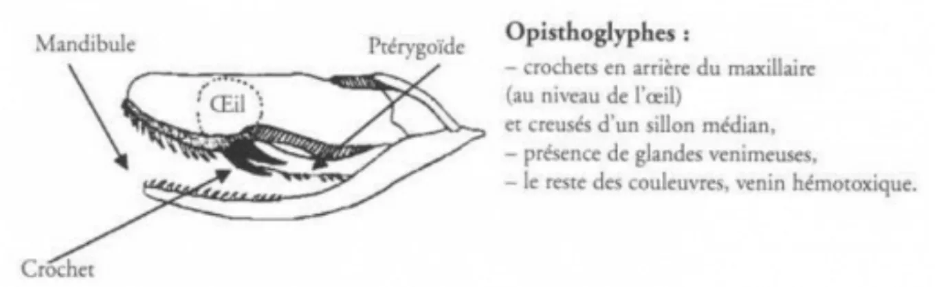 Figure n°3. Denture des serpents opisthoglyphes [2] 