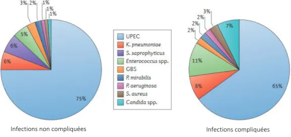 Figure 1 : Répartition des différents pathogènes isolés d’infections urinaires. D’après (13)