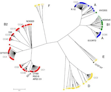 Figure  4 :  Groupes  phylogénétiques  de  E.  coli.  Analyse  phylogénétique  par  MLST  de  161  souches  isolées  de  bactériémies  (cercles), 67 souches de la collection ECOR (E