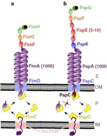 Figure 5 : Schématisation des pili de Type 1 (a) et des pili Pap ou P-fimbriae (b). Les assembleurs FimD et PapC sont représentés  par des rectangles bleus au sein de la membrane externe (OM)