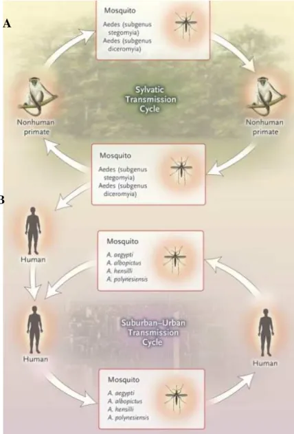 Figure 5. Cycles de transmission du virus Zika [37]