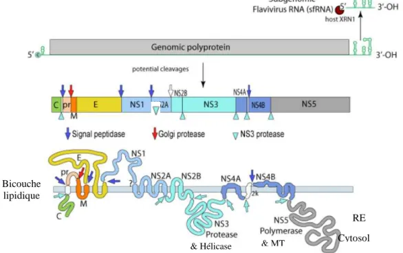 Figure 11. Structure et organisation du génome viral [67]
