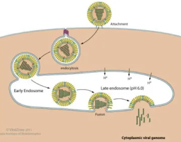 Figure 13. Fusion de la membrane virale avec celle de l’endosome de l’hôte [67]