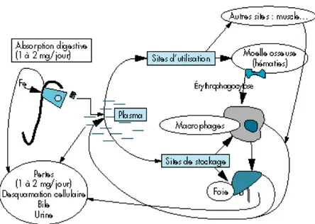 Figure 4. Mouvements du fer entre les différents compartiments de l'organisme. (LOREAL et al., 2001)  Le fer présent au sein du plasma provient avant tout des sites d'utilisation et de stockage
