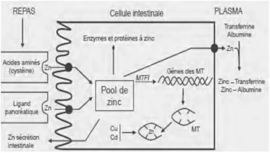 Figure 5. Mécanisme de l'absorption du zinc (Seve, 2002)  