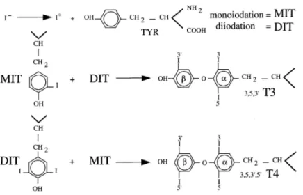 Figure 6. Biosynthèse des hormones thyroïdiennes. (dossier.univ-st-etienne.fr) 