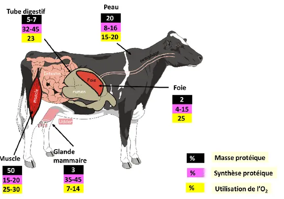 Figure 1 : Contribution des différents organes à la masse musculaire, à la synthèse protéique  et à l’utilisation de l’oxygène (Savary-Auzeloux, d’après Lobbley et al., 2003)