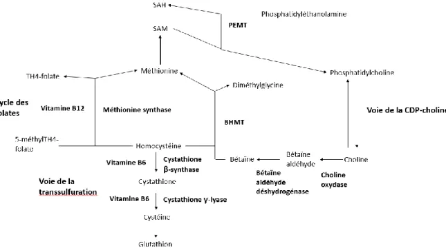 Figure 8 : Cycle des donneurs de méthyls (d'après Bellengeri, 2016) 