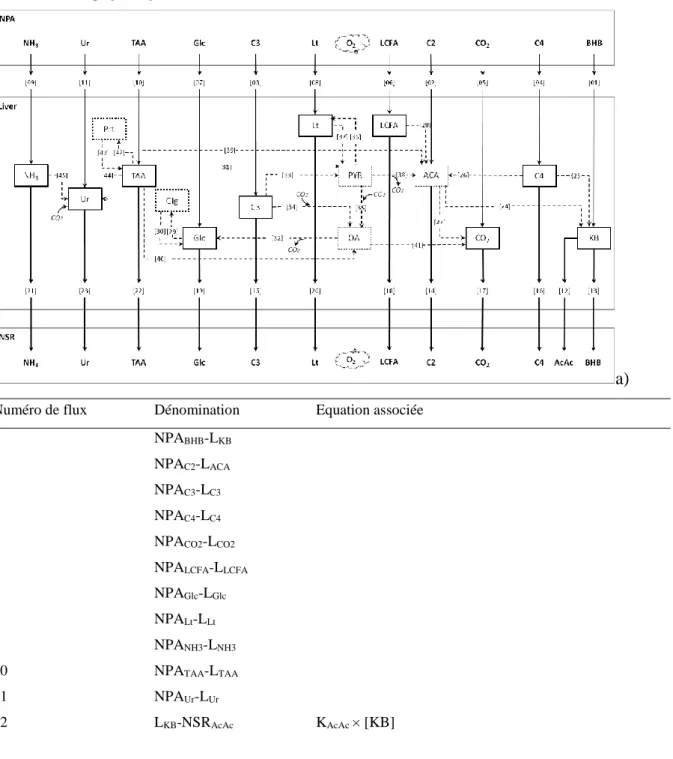 Figure 11 :  a) Diagramme de Forester de « FLiver » représentant les flux nets des  principaux nutriments à travers le foie chez le ruminant en bilan énergétique positif et b)  tableau descriptif des flux dans FLiver 