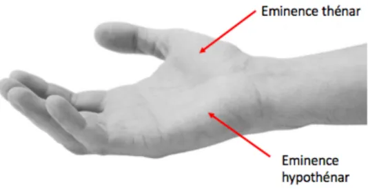 Figure 6 : éminences thénar et hypothénar de la main ; adapté de (26) 