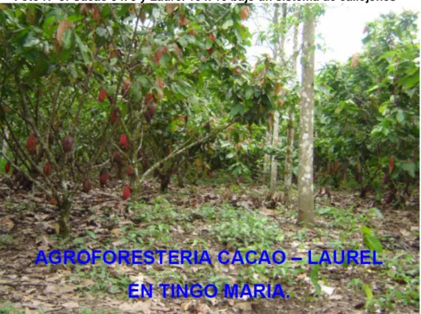Foto Nº 3: Cacao 3 x 3 y Laurel 10 x 10 bajo un sistema de callejones 