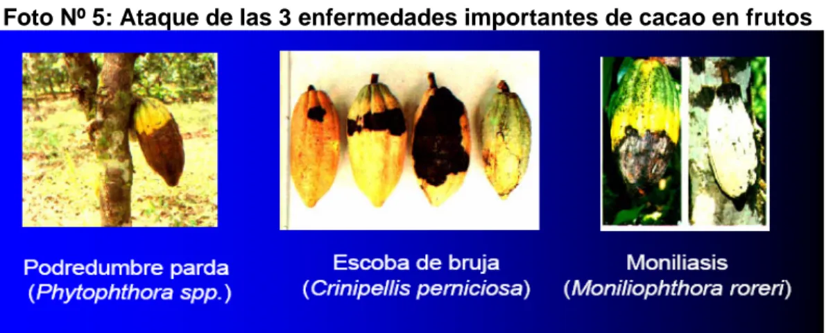 Foto Nº 5: Ataque de las 3 enfermedades importantes de cacao en frutos 