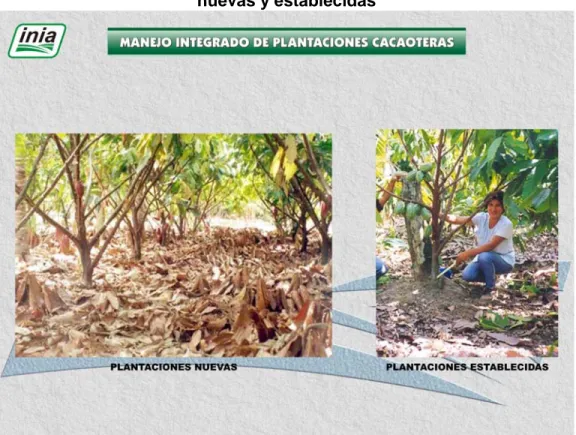Foto Nº 8: Manejo integrado de la plantación cacaotera: Plantaciones  nuevas y establecidas 