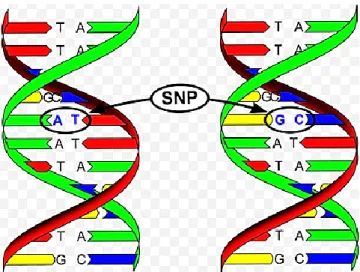 Figure 2. Les mutations ponctuelles, SNPs [7]. 