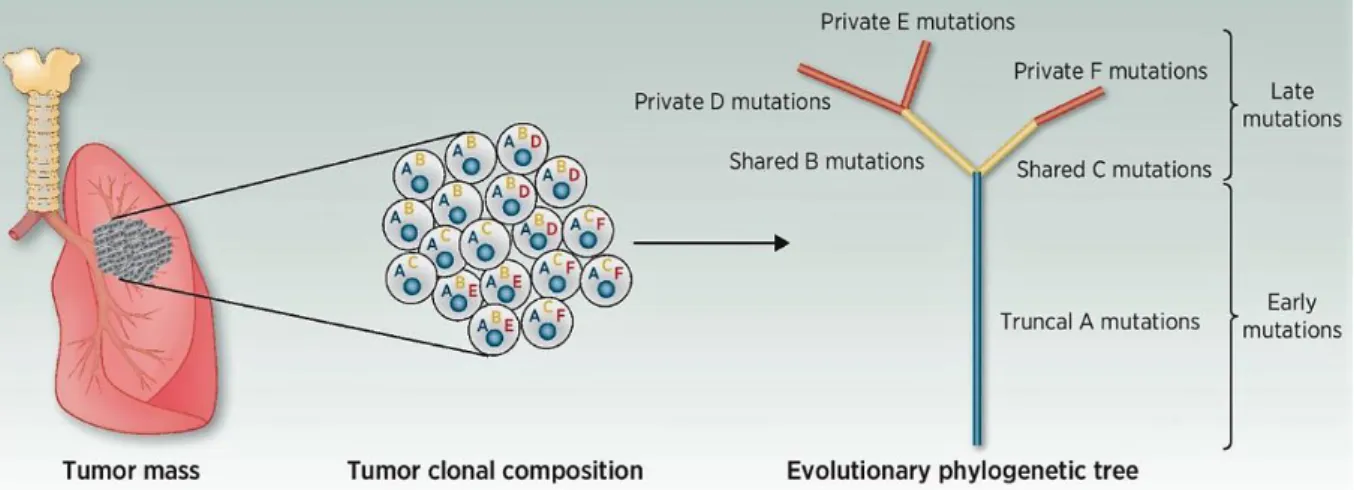 Figure 6. Exemple d’arbre tumoral phylogénétique [39]. 