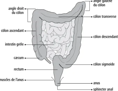 Figure 6 : Topograhie du colon et du rectum 