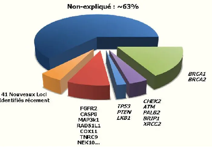 Figure 3 : Gènes de susceptibilité au cancer du sein connus à ce jour. 