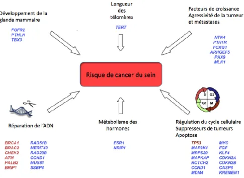 Figure 5  : Mécanismes potentiellement impliqués dans le risque de cancer du sein et les gènes connus qui y sont  associés