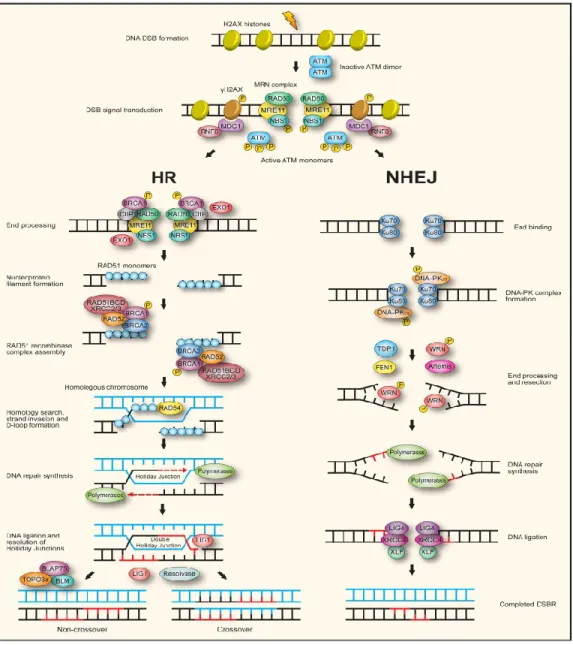 Figure 6 : Les deux voies majeures de réparation des cassures doubles brins de l'ADN   Les deux voies majeures de réparation des cassures doubles brin de l’ADN sont représentées : à gauche la 