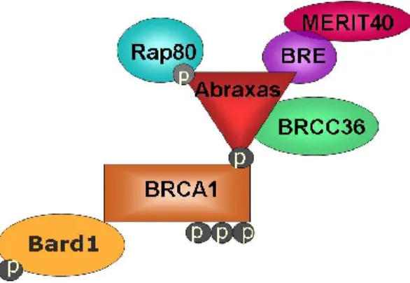 Figure 8 : Composition du complexe A (adapté de Wang 2012) 