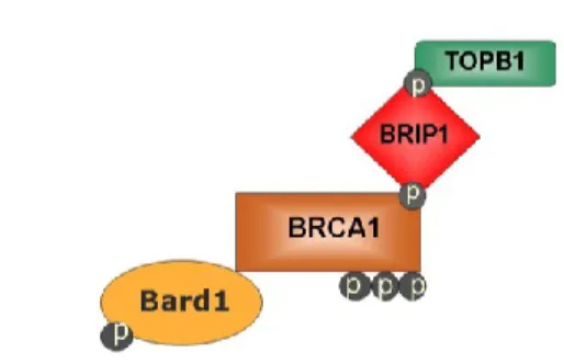 Figure 10 : Composition du complexe B (adapté de Wang 2012) 