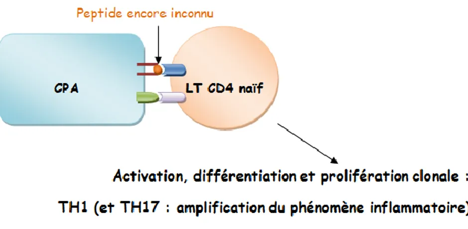Figure 9 : Activation, différenciation et prolifération clonale